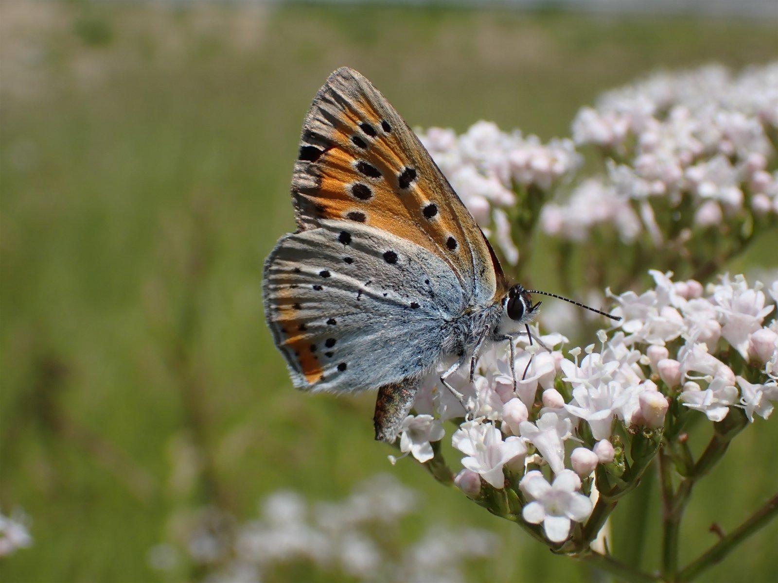 Analiza monitoringa vrsta u Krapinsko-zagorskoj županiji za 2025.: Predstavljeni ključni nalazi