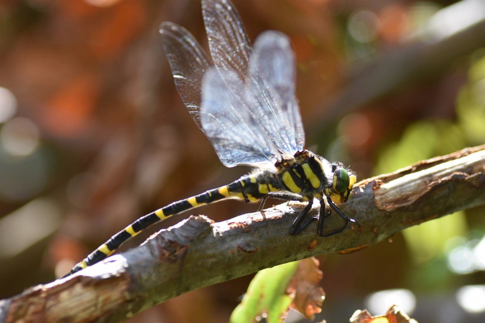 Analiza monitoringa vrsta u Krapinsko-zagorskoj županiji za 2025.: Predstavljeni ključni nalazi