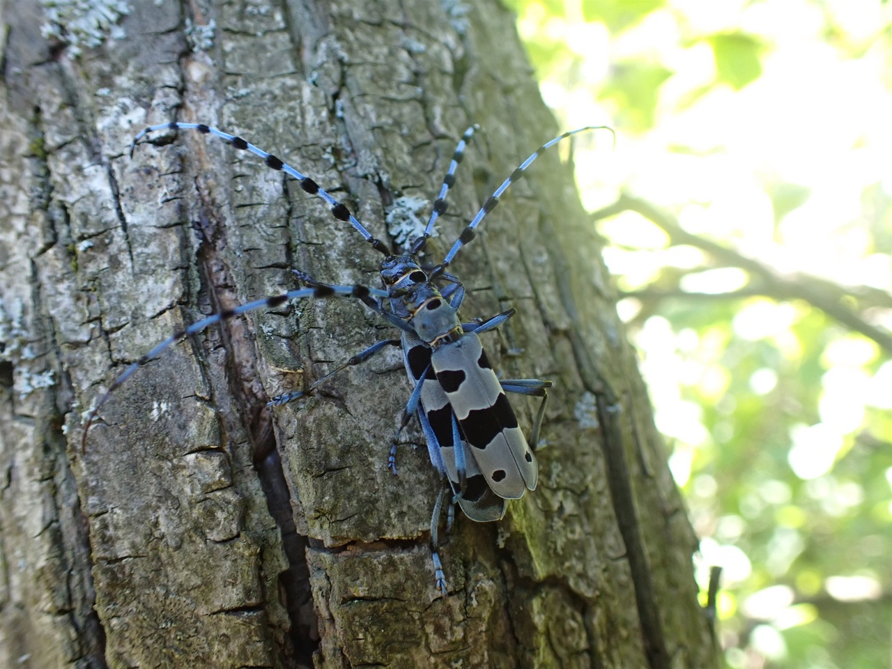 Analiza monitoringa vrsta u Krapinsko-zagorskoj županiji za 2025.: Predstavljeni ključni nalazi