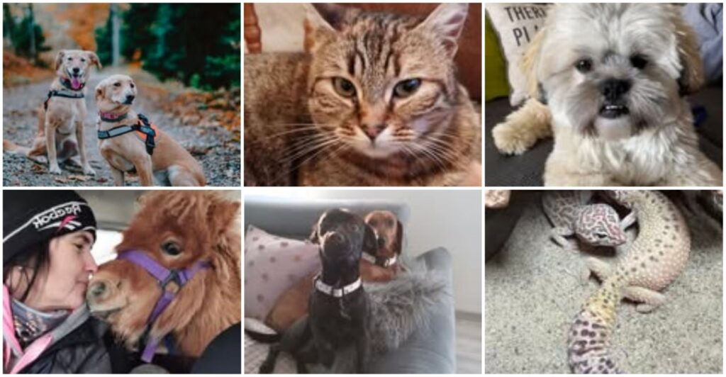 [FOTO] Više od 200 fotografija vaših ljubimaca uljepšalo nam je Svjetski dan ljubavi prema životinjama