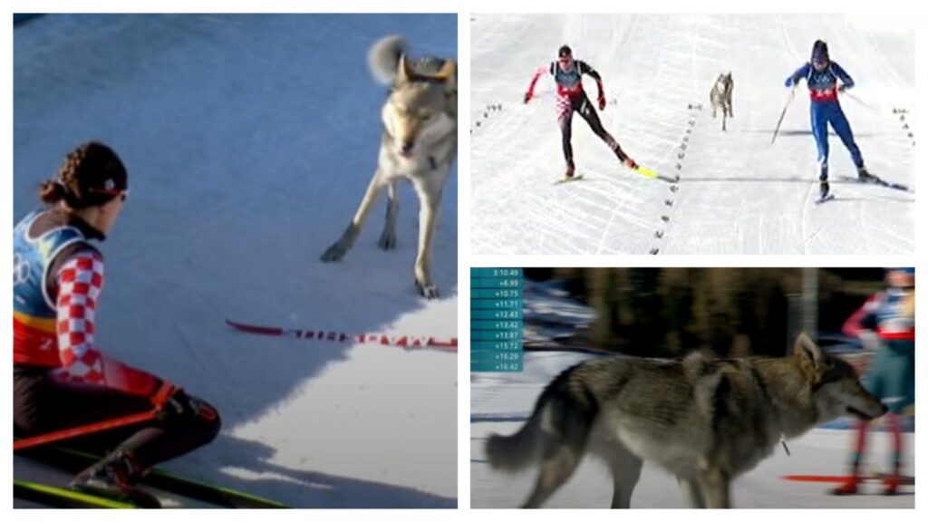 Neobičan susret hrvatske skijašice u cilju: Je li ju proganjao pas ili vuk?