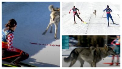 Neobičan susret hrvatske skijašice u cilju: Je li ju proganjao pas ili vuk?