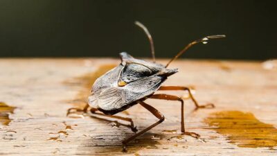 Neugodan miris i neželjeni gosti: Kako otjerati smrdljive martine prirodnim trikom