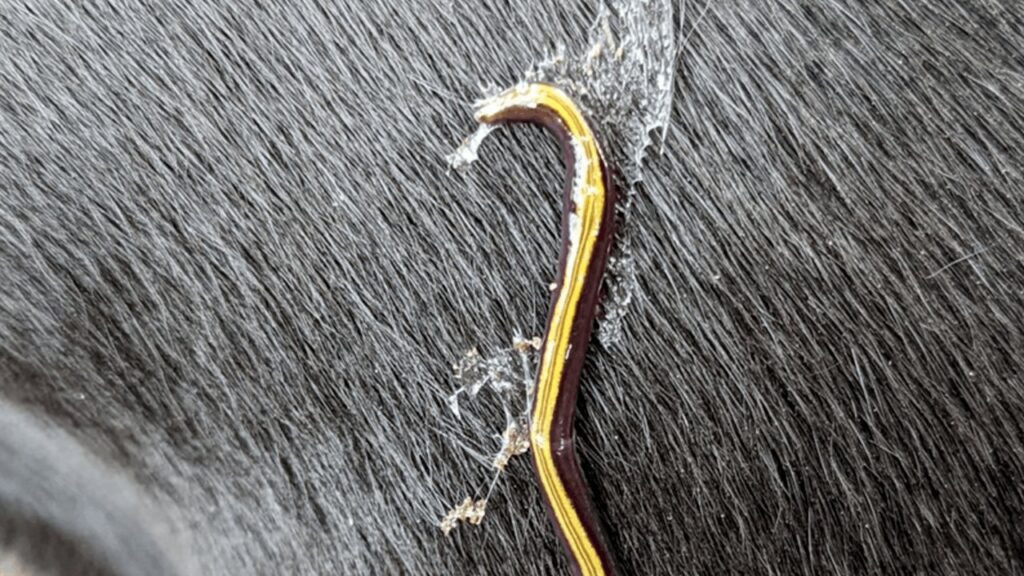 Novi nametnici prijete europskim ekosustavima: Psi i mačke prenose invazivne plosnate crve