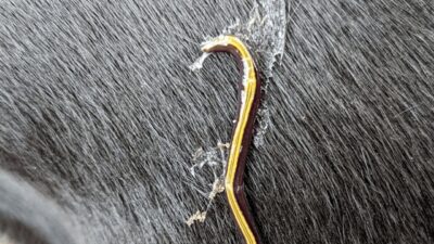 Novi nametnici prijete europskim ekosustavima: Psi i mačke prenose invazivne plosnate crve