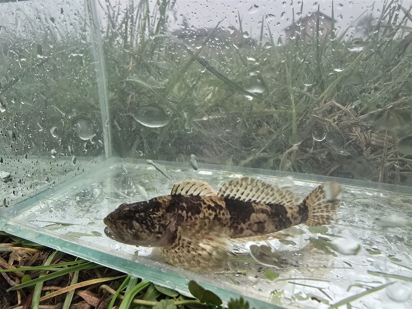 Novi podaci o ribama i školjkašima Sutle: Veliko bogatstvo unatoč invazivnim vrstama