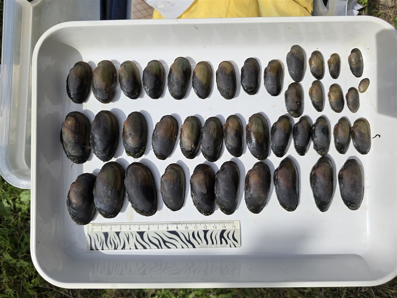 Novi podaci o ribama i školjkašima Sutle: Veliko bogatstvo unatoč invazivnim vrstama