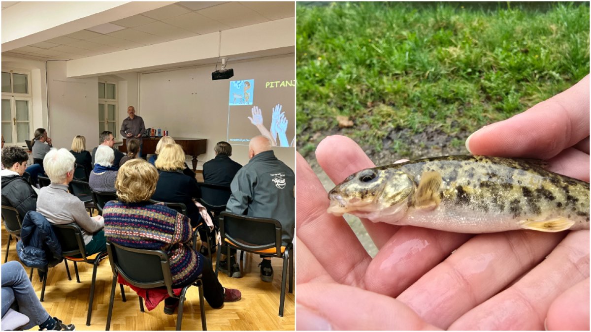 Novi podaci o ribama i školjkašima Sutle: Veliko bogatstvo unatoč invazivnim vrstama