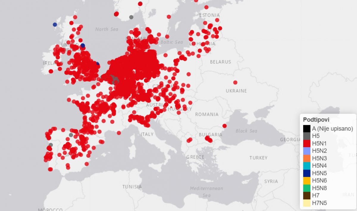 Novi slučajevi ptičje gripe H5N1: Labudovi ugibaju u Pisarovini
