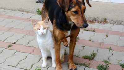 Oroslavje nudi 5.000 eura za financiranje kastracije i sterilizacije ljubimaca