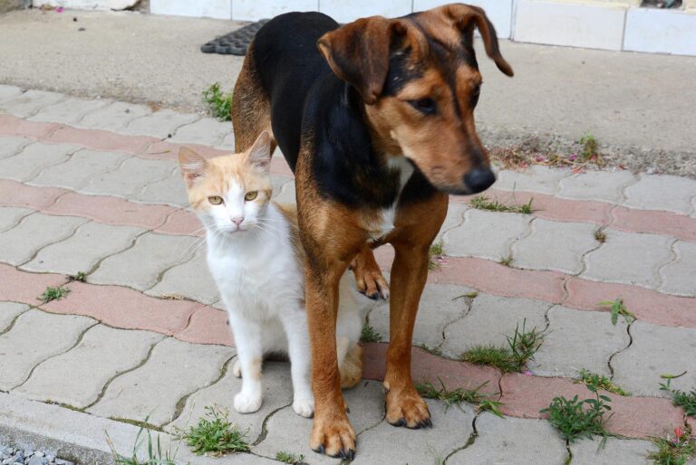 Oroslavje nudi 5.000 eura za financiranje kastracije i sterilizacije ljubimaca