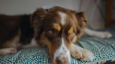 Pet kritičnih znakova upozorenja: Veterinari objašnjavaju kako prepoznati bol kod pasa