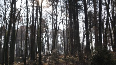 Radoboj postaje predvodnik medicinskog wellnessa: Šumske kupke kao put do zdravlja i mira