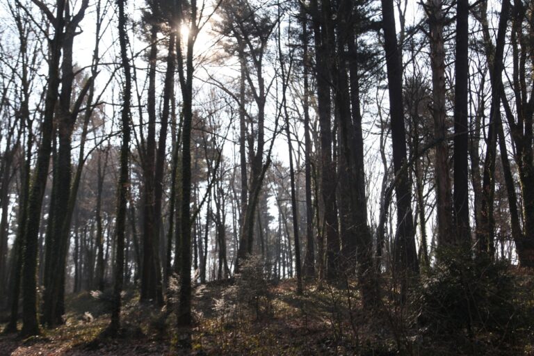 Radoboj postaje predvodnik medicinskog wellnessa: Šumske kupke kao put do zdravlja i mira