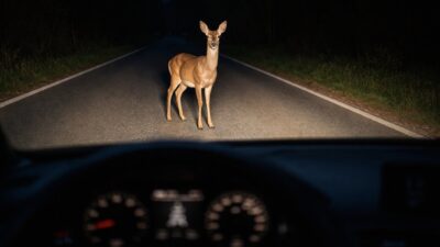 Susret s divljom životinjom u prometu: Što ne smijete učiniti kako biste izbjegli kazne i gubitak odštete