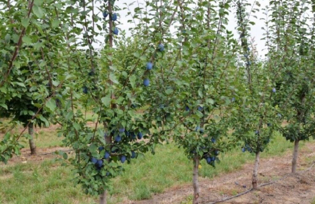 Vodeći agronom otkriva uobičajene zablude u uzgoju voća: “Izbjegnite bolesti i štetočine ovim metodama”