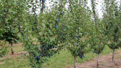 Vodeći agronom otkriva uobičajene zablude u uzgoju voća: “Izbjegnite bolesti i štetočine ovim metodama”