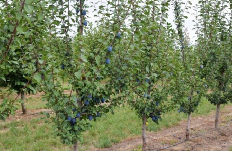 Vodeći agronom otkriva uobičajene zablude u uzgoju voća: “Izbjegnite bolesti i štetočine ovim metodama”