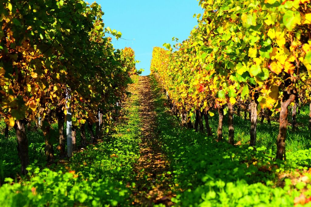 Zabok poziva na evidentiranje zapuštenih vinograda zbog zlatne žutice