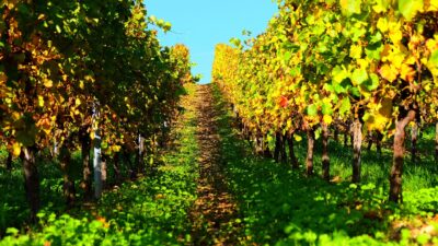 Zabok poziva na evidentiranje zapuštenih vinograda zbog zlatne žutice