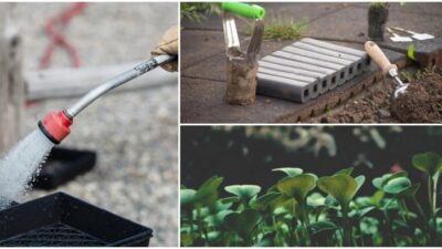 Započnite sjetvu ovih povrtnica odmah i uživajte u bogatoj žetvi tijekom ljeta