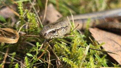 Biljke kao saveznici: Kako prirodnim putem otjerati zmije iz dvorišta