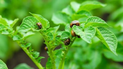 Ekološke metode: kako zaštititi krumpir od zlatice prirodnim putem već od ožujka