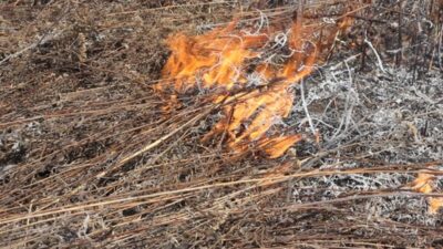 Neoprezno paljenje granja u voćnjaku dovelo do širenja požara