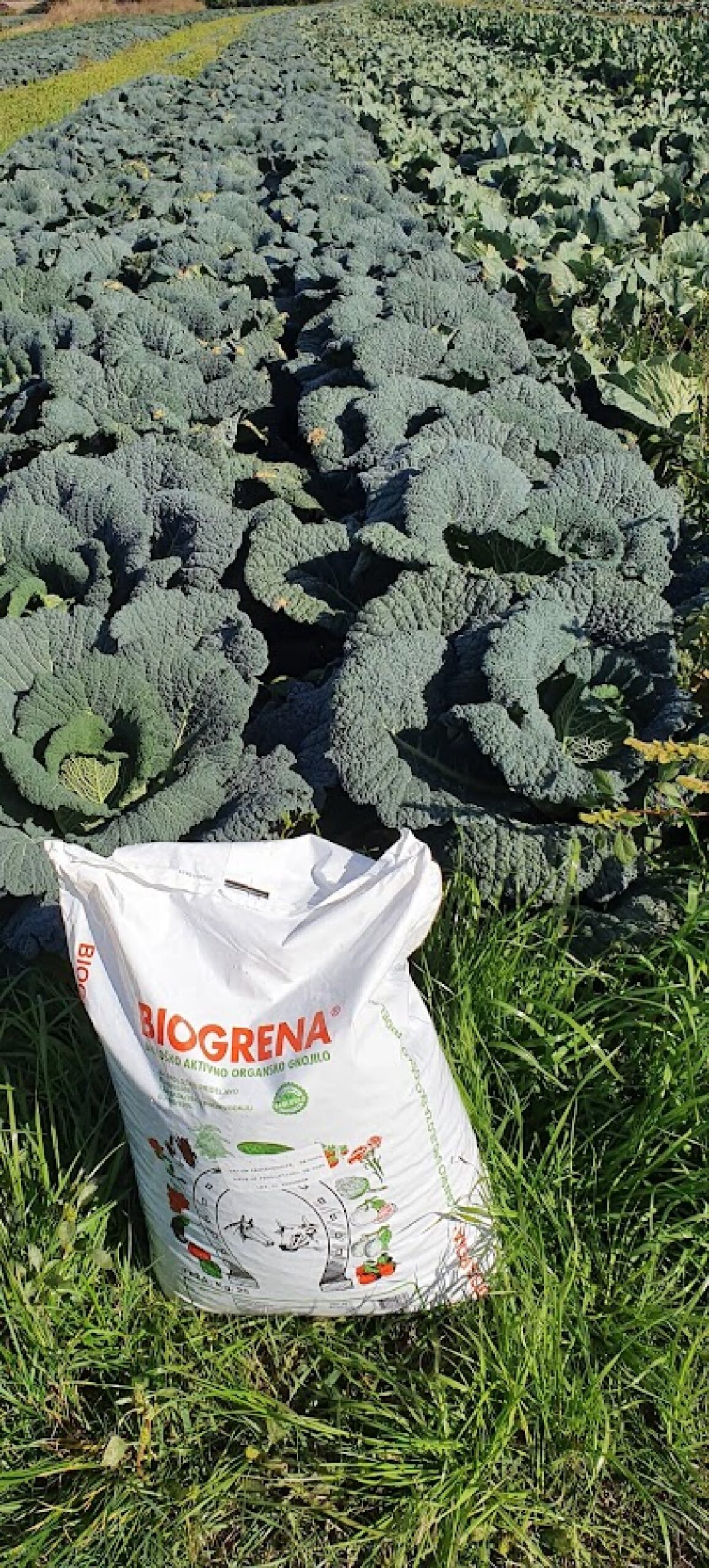 Plodno tlo – ključ za obilan i zdrav urod u vrtu