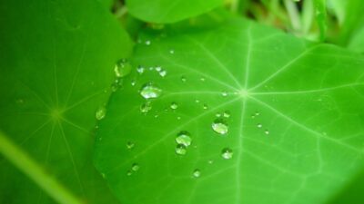 Potočarka – zanemareni dragulj s vrtnog praga proglašen najzdravijom biljkom na svijetu