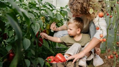 Savjeti agronoma: Koje biljke izbjegavati saditi pored rajčice za bogat urod
