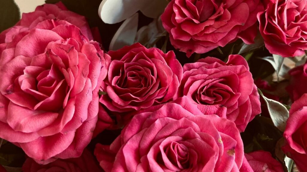 Tajna raskošnih ruža: Jeftin sastojak iz kuhinje potiče bujan cvat