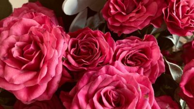 Tajna raskošnih ruža: Jeftin sastojak iz kuhinje potiče bujan cvat