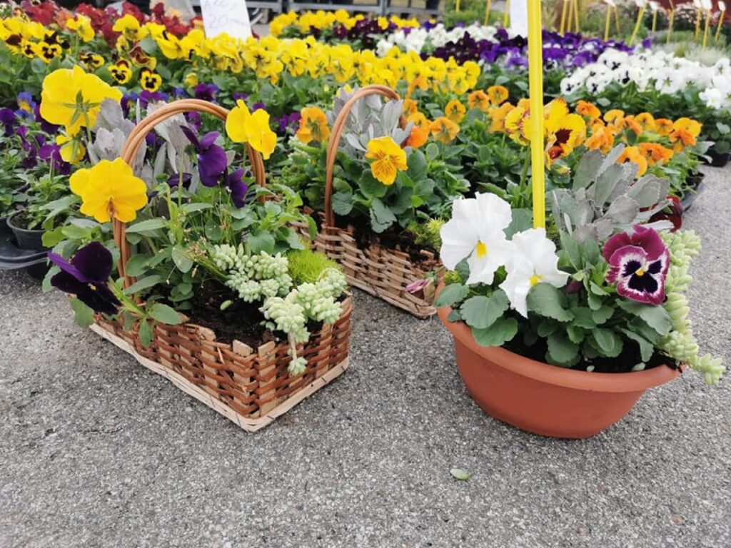 Tajne bujnog cvjetanja: Stručnjaci otkrivaju kako osigurati eksploziju boja u vašem vrtu