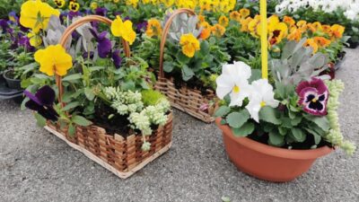 Tajne bujnog cvjetanja: Stručnjaci otkrivaju kako osigurati eksploziju boja u vašem vrtu