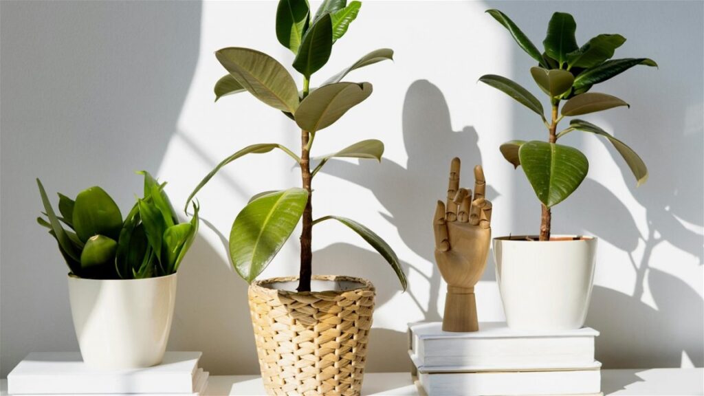 Zelenilo koje diše za vas: Pet biljaka za čišći zrak u domu