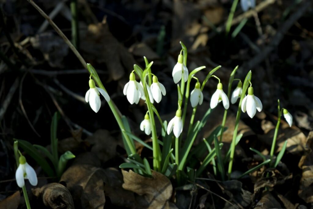 Znate li pravila? Visibabe smijete brati, ali stroga ograničenja štite od visokih kazni