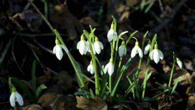 Znate li pravila? Visibabe smijete brati, ali stroga ograničenja štite od visokih kazni